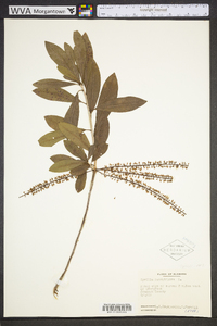 Cyrilla racemiflora image