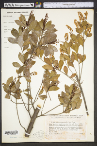 Cliftonia monophylla image