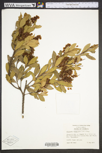 Cliftonia monophylla image