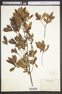 Cliftonia monophylla image