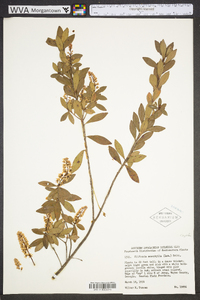 Cliftonia monophylla image