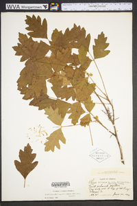 Toxicodendron pubescens image