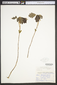 Toxicodendron pubescens image