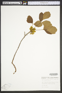 Toxicodendron pubescens image