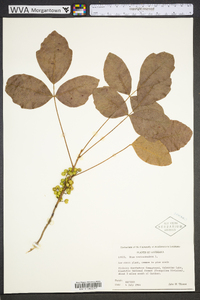 Toxicodendron pubescens image