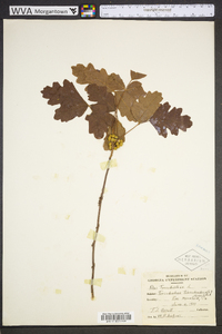 Toxicodendron pubescens image