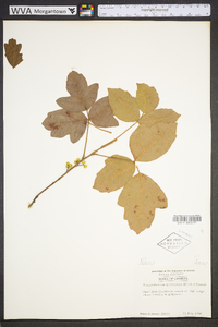 Toxicodendron pubescens image