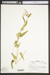 Tragia urticifolia image