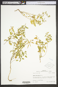 Tragia urticifolia image