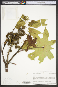 Ricinus communis image