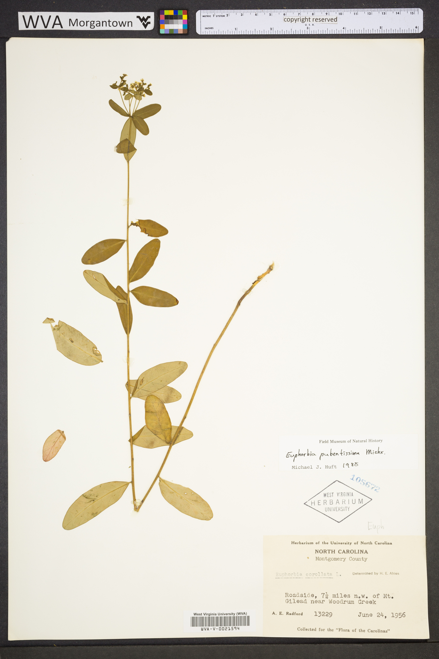 Euphorbia pubentissima image
