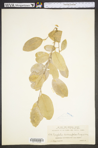 Drypetes diversifolia image