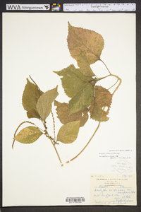 Acalypha wilkesiana image