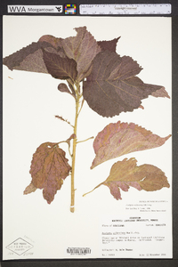 Acalypha wilkesiana image