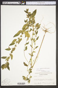 Acalypha virginica image