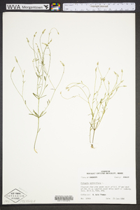 Polygala verticillata image