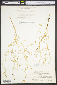 Polygala verticillata image