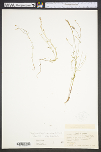 Polygala verticillata image