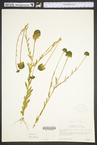 Polygala rugelii image