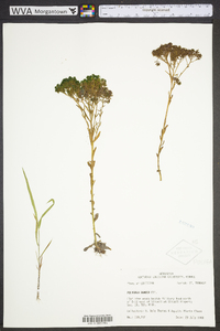 Polygala ramosa image