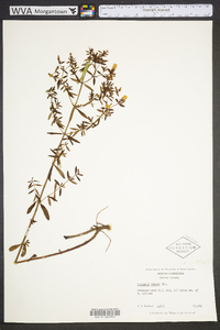 Polygala ramosa image