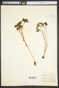 Polygala ramosa image