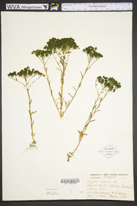 Polygala ramosa image