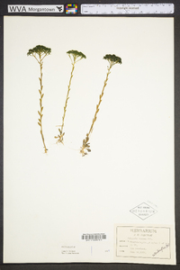 Polygala ramosa image