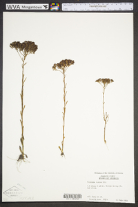 Polygala ramosa image