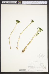 Polygala ramosa image