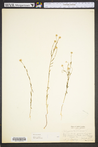 Polygala mariana image