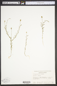 Polygala mariana image