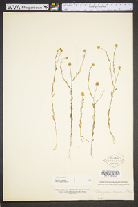 Polygala mariana image