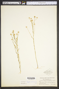 Polygala mariana image