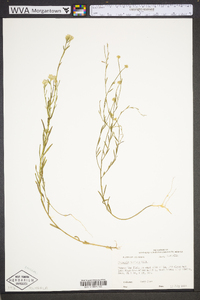 Polygala mariana image