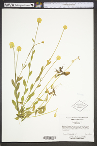 Polygala lutea image