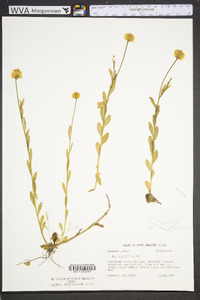 Polygala lutea image