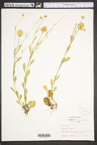 Polygala lutea image