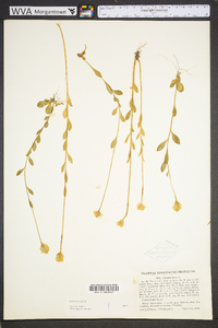 Polygala lutea image