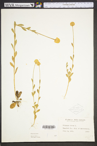 Polygala lutea image