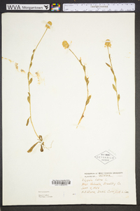 Polygala lutea image