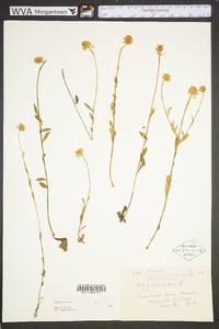 Polygala lutea image