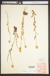 Polygala lutea image