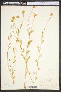 Polygala lutea image