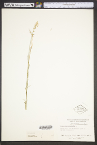 Polygala incarnata image