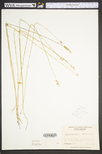 Polygala incarnata image