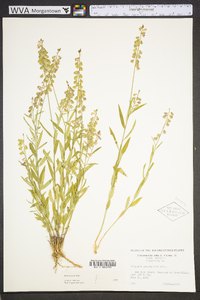 Asemeia grandiflora image