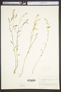 Polygala grandiflora image