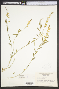 Polygala grandiflora image