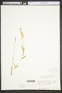 Polygala grandiflora image